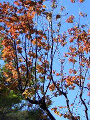 2005/11